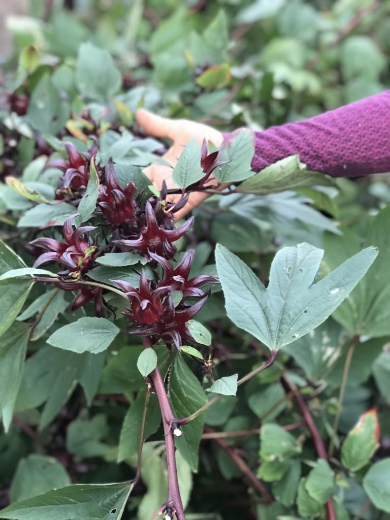 Cueillette de fleurs de bissap sur la plante