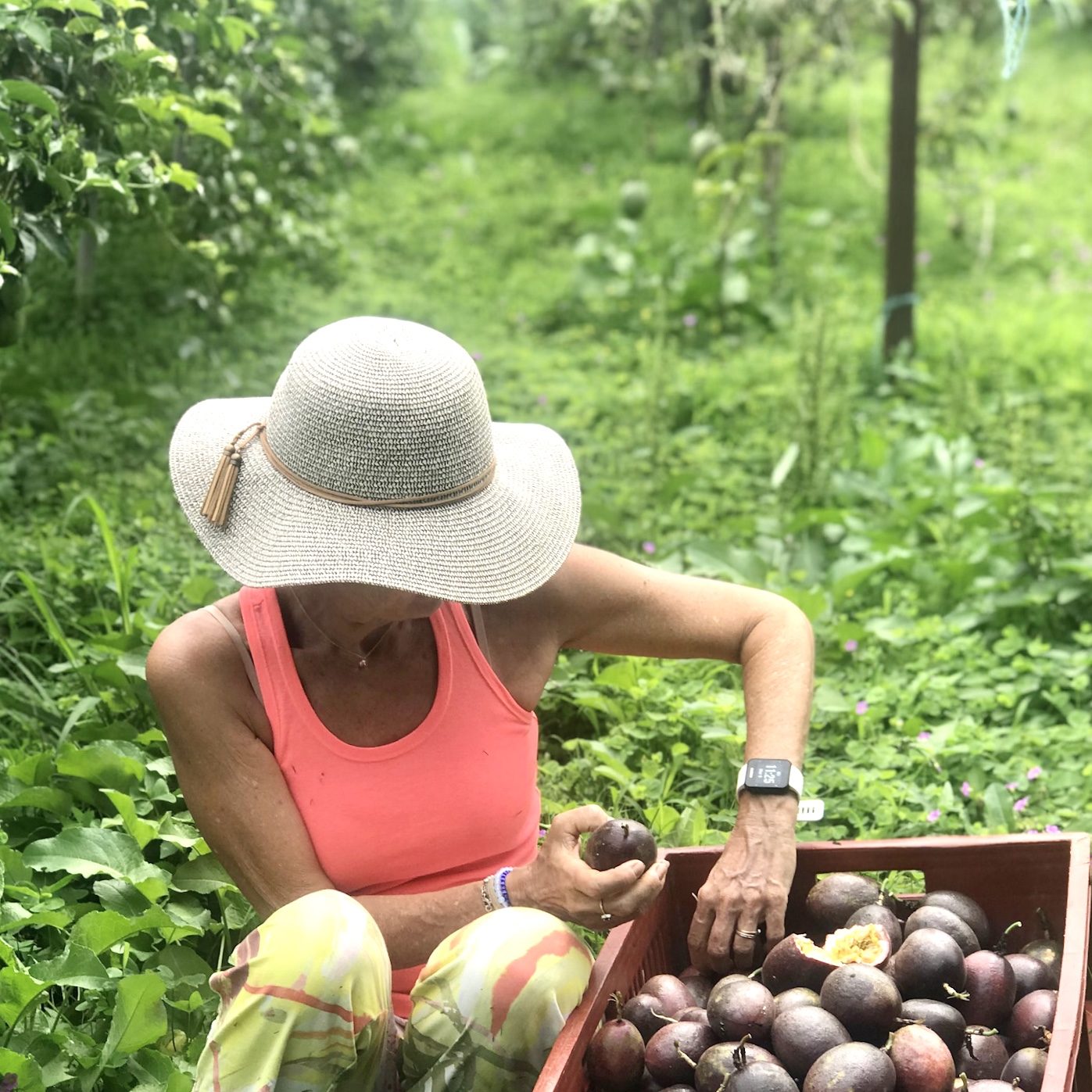 Cueillette de fruits de la passion, déposés un à un dans un cageot de bois
