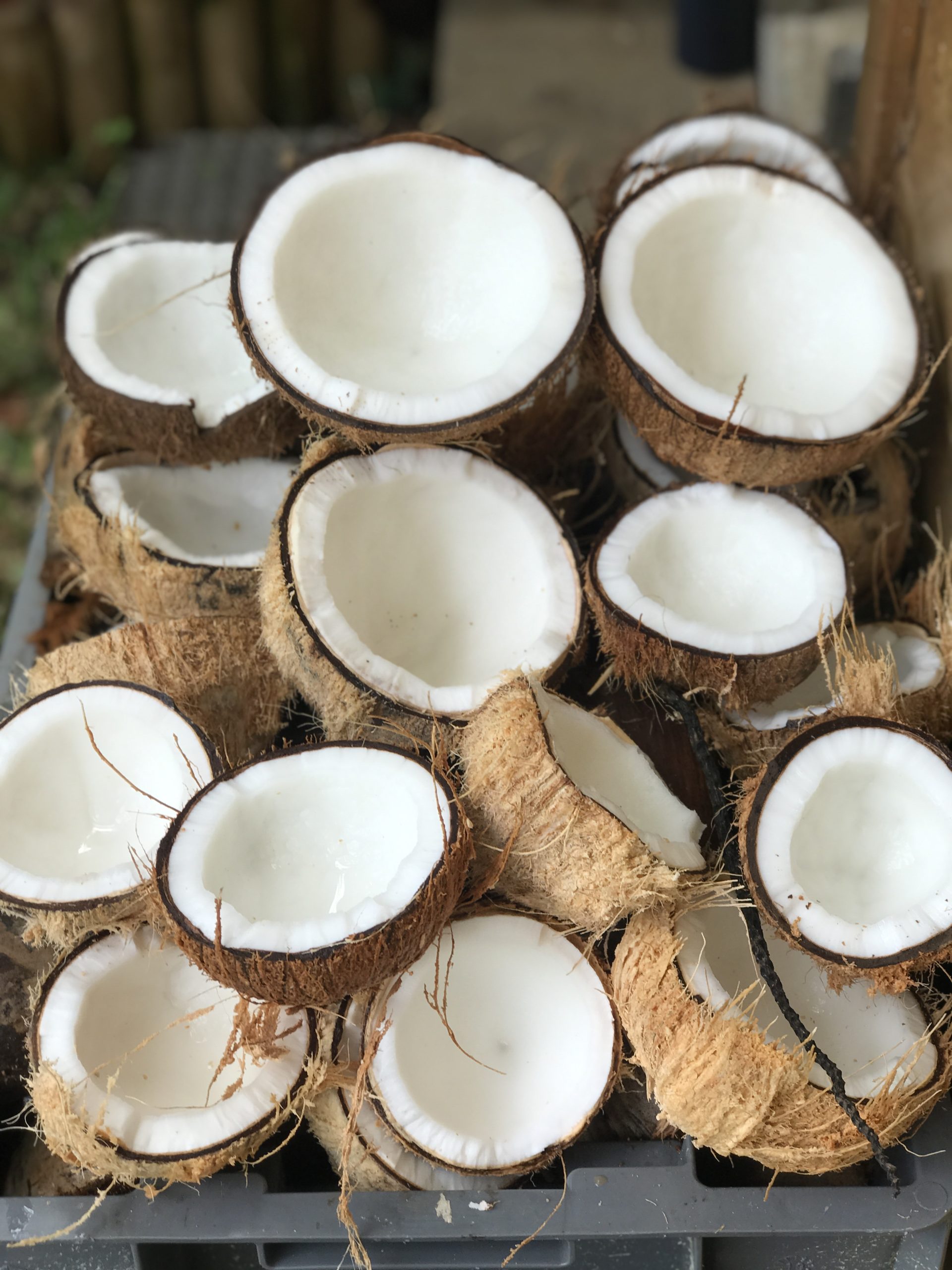 Des noix de coco ouvertes en deux, empilées dans une caisse à l'atelier