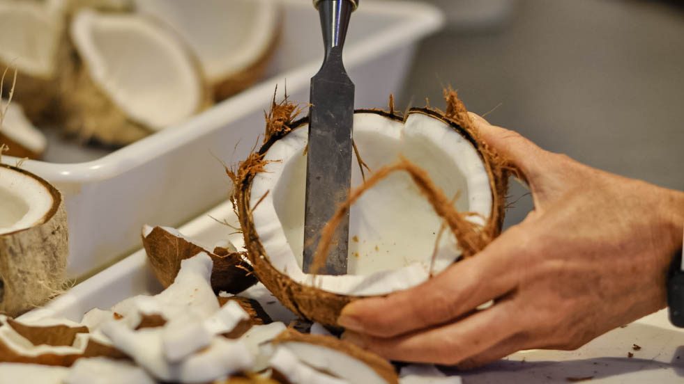 Mains ouvrant une noix de coco fraîche dans l'atelier