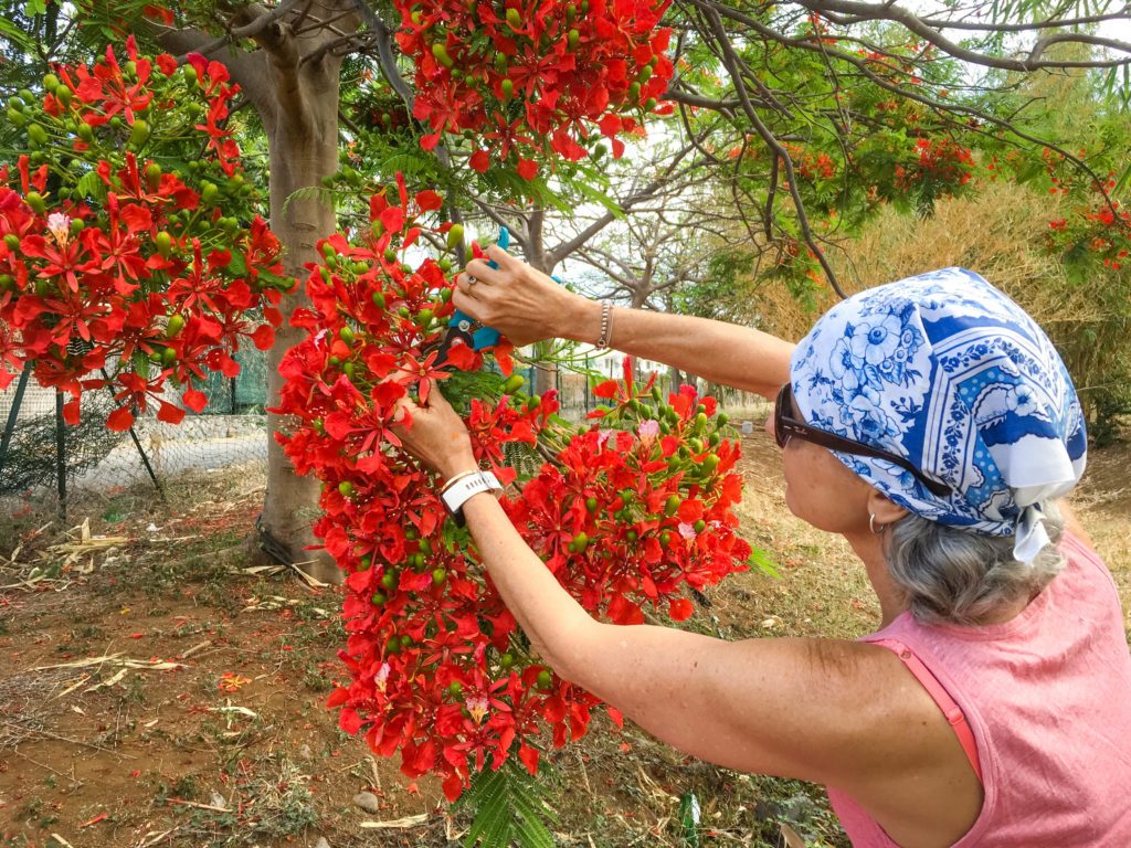 Cueillette de fleurs de flamboyant sur l'arbre, à la main